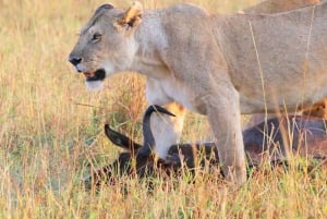 From Nairobi:3-Days 2 Nights Maasai Mara Group Safari in 4WD