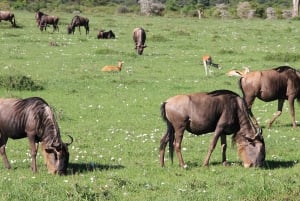 From Nairobi:3-Days 2 Nights Maasai Mara Group Safari in 4WD
