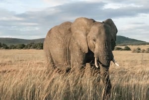 From Nairobi:3-Days 2 Nights Maasai Mara Group Safari in 4WD