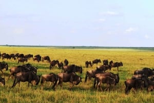 From Nairobi:3-Days 2 Nights Maasai Mara Group Safari in 4WD