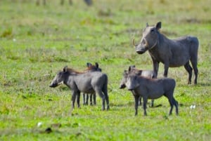 From Nairobi:3-Days 2 Nights Maasai Mara Group Safari in 4WD