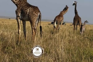 From Nairobi:3-Days 2 Nights Maasai Mara Group Safari in 4WD