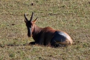 Fra Nairobi: 3-dagers og 2 overnattinger i Maasai Mara Safari Experience