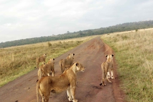 From Nairobi: 3-Days 2-Nights Maasai Mara Safari Experience