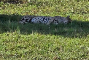 From Nairobi: 3-Days 2-Nights Maasai Mara Safari Experience