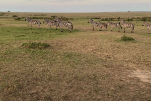 From Nairobi: 3-Days 2-Nights Maasai Mara Safari Experience