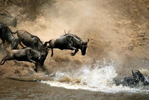 From Nairobi :3 days 2 nights Masai Mara Group 4WD Safari