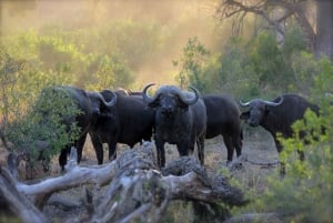 Au départ de Nairobi : 3 jours et 2 nuits Safari en groupe au Masai Mara