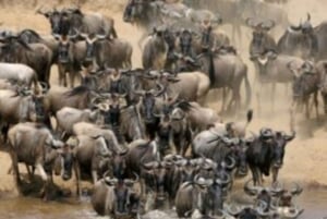 Nairobista: 3 päivää 2 yötä Masai Mara ryhmäsafari