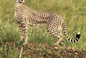 Nairobista: 3 päivää 2 yötä Masai Mara ryhmäsafari