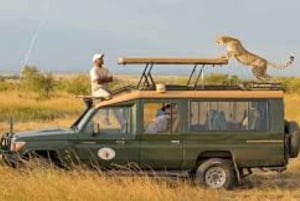 Nairobista: 3 päivää 2 yötä Masai Mara ryhmäsafari