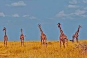 Nairobista: 3 päivää 2 yötä Masai Mara ryhmäsafari