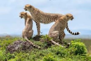 Nairobista: 3 päivää 2 yötä Masai Mara ryhmäsafari