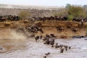 Nairobista: 3 päivää 2 yötä Masai Mara ryhmäsafari