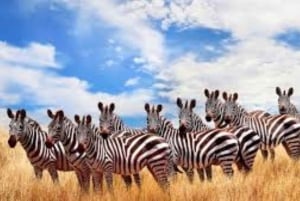 Nairobista: 3 päivää 2 yötä Masai Mara ryhmäsafari