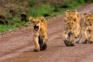 Nairobista: 3 päivää 2 yötä Masai Mara ryhmäsafari