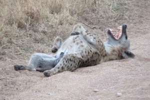 Nairobista: 3 päivää 2 yötä Masai Mara ryhmäsafari