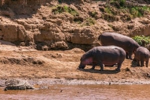 Fra Nairobi: 3 dage og 2 nætter Masai Mara gruppesafari