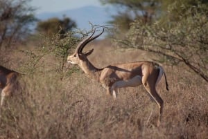Fra Nairobi: 3 dage og 2 nætter Masai Mara gruppesafari