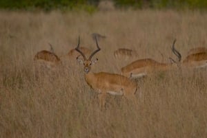 Fra Nairobi: 3 dage og 2 nætter Masai Mara gruppesafari