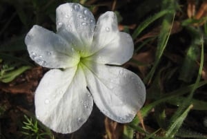 Fra Nairobi: 3 dage og 2 nætter Masai Mara gruppesafari