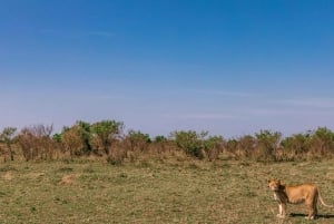 Fra Nairobi: 3 dage og 2 nætter Masai Mara gruppesafari