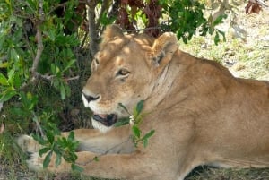 Fra Nairobi: 3 dage og 2 nætter Masai Mara gruppesafari