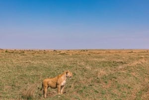 Fra Nairobi: 3 dage og 2 nætter Masai Mara gruppesafari