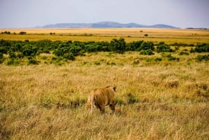 Fra Nairobi: 3 dage og 2 nætter Masai Mara gruppesafari