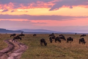 Fra Nairobi: 3 dage og 2 nætter Masai Mara gruppesafari