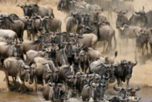 Fra Nairobi: 3 dage og 2 nætter Masai Mara gruppesafari