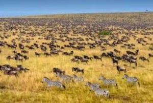 Fra Nairobi: 3 dage og 2 nætter Masai Mara gruppesafari