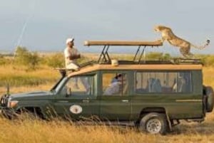 Fra Nairobi: 3 dage og 2 nætter Masai Mara gruppesafari