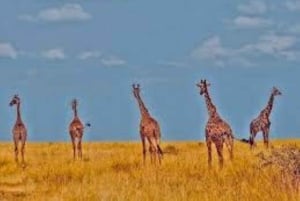 Fra Nairobi: 3 dage og 2 nætter Masai Mara gruppesafari