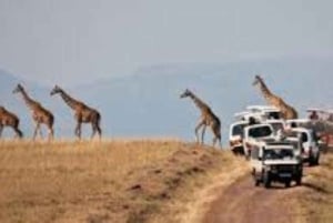 Fra Nairobi: 3 dage og 2 nætter Masai Mara gruppesafari