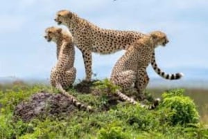 Fra Nairobi: 3 dage og 2 nætter Masai Mara gruppesafari