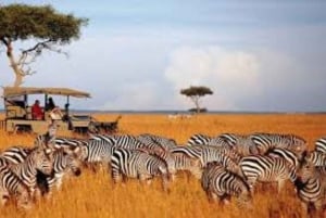 Fra Nairobi: 3 dage og 2 nætter Masai Mara gruppesafari