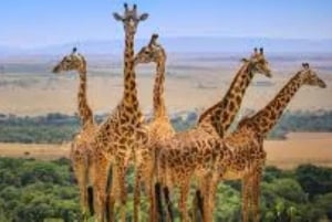 Fra Nairobi: 3 dage og 2 nætter Masai Mara gruppesafari