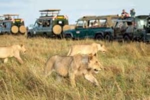 Fra Nairobi: 3 dage og 2 nætter Masai Mara gruppesafari