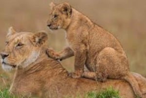 Fra Nairobi: 3 dage og 2 nætter Masai Mara gruppesafari