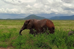 Из Найроби: 3 дня 2 ночи Цаво-Западный солончак Таита-Хиллс