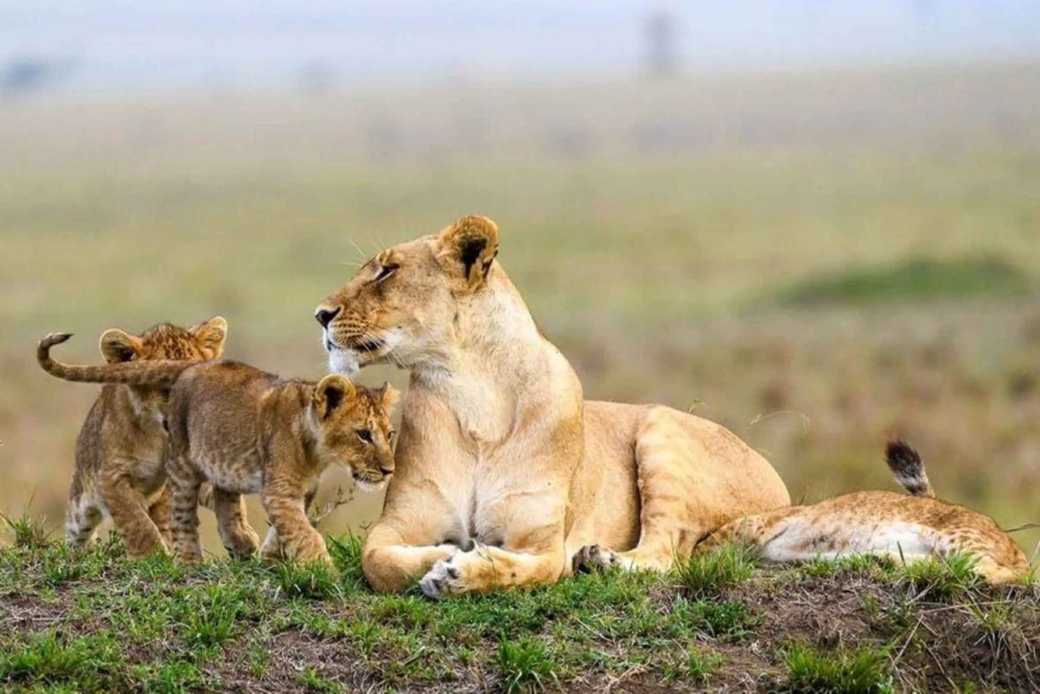 De Nairóbi: excursão de 3 dias a Amboseli