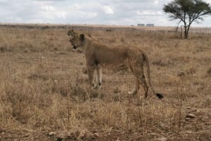 From Nairobi: 3 Days Amboseli Tour