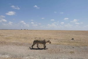 Från Nairobi: 3 dagar Amboseli Tour