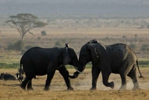 Från Nairobi: 3 dagar Amboseli Tour