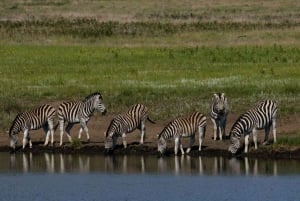 Från Nairobi: 3 dagar Amboseli Tour