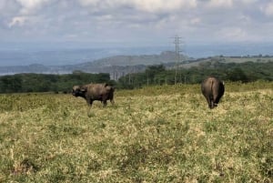 Från Nairobi: 3 dagar Amboseli Tour