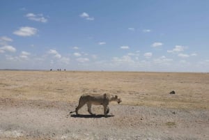 Från Nairobi: 3 dagar Amboseli Tour