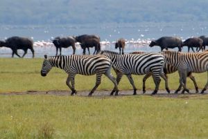 Från Nairobi: 3 dagar Amboseli Tour
