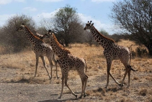 Från Nairobi: 3 dagar Amboseli Tour